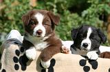 BORDER COLLIE 1218